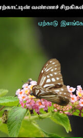 Erkattin vannac cirakukal- ஏற்காட்டின் வண்ணச் சிறகுகள்- By- Yercaud Ilango